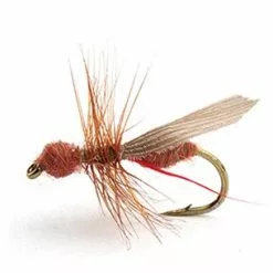 Flying Ant Cinnamon 14